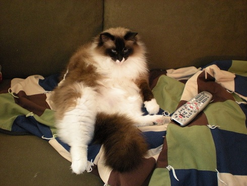 Couch Potato.jpg