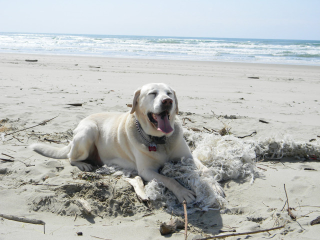 love on the beach.JPG